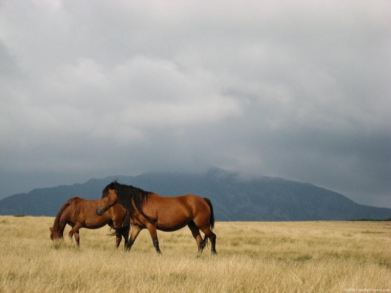 Two Horses in Field — Brown, Dramatic