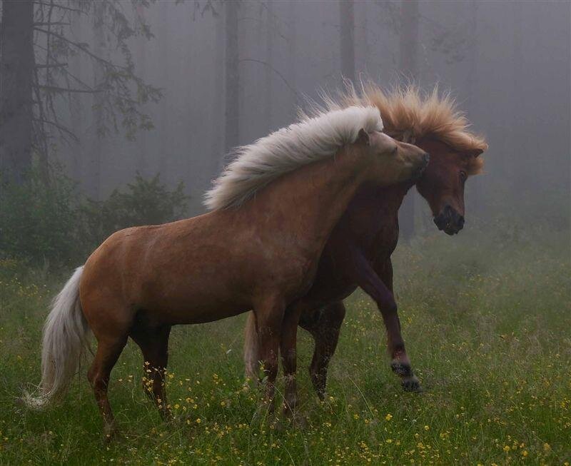 Two Horses in Field — Brown, Misty