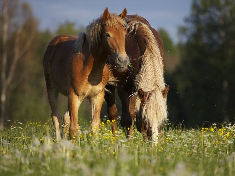 Two Horses in Field — Brown, Serene, Afternoon, Photograph, Grass