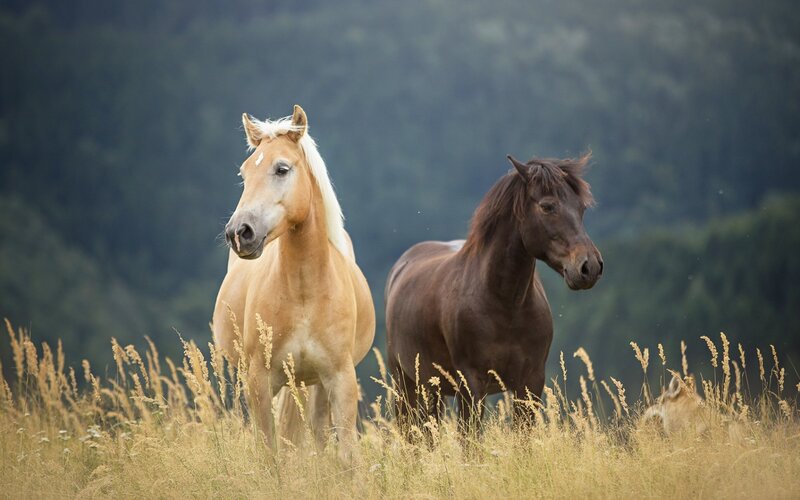 Two Horses in Field — Brown, Serene, Afternoon, Photograph, Grass, Trees
