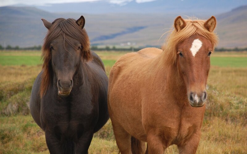 Two Horses in Field — Brown, Serene, Afternoon, Photograph, Mountains, Sky