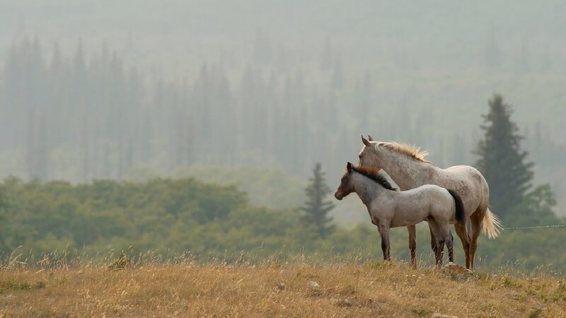 Two Horses in Field — Brown, Serene, Afternoon, Photograph, Trees, Hills