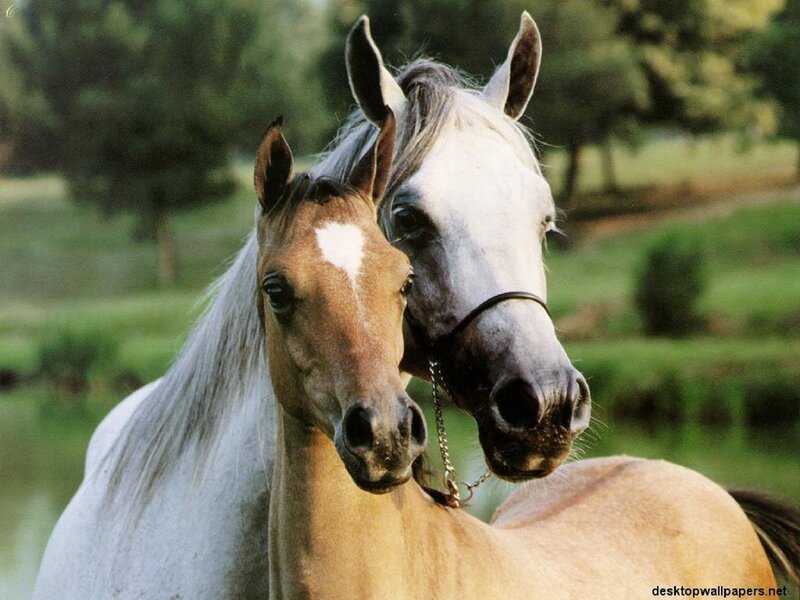 Two Horses in Field — Brown, Serene, Afternoon, Photograph, Trees