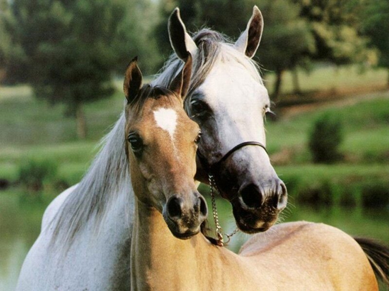Two Horses in Field — Brown, Serene, Afternoon, Photograph, Trees, Water