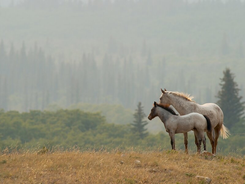 Two Horses in Field — Brown, Serene, Afternoon