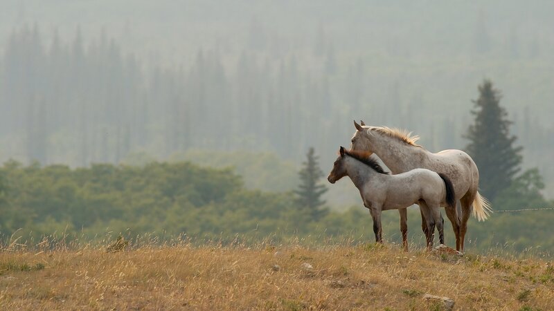 Two Horses in Field — Brown, Serene, Morning, Photograph, Trees, Hill