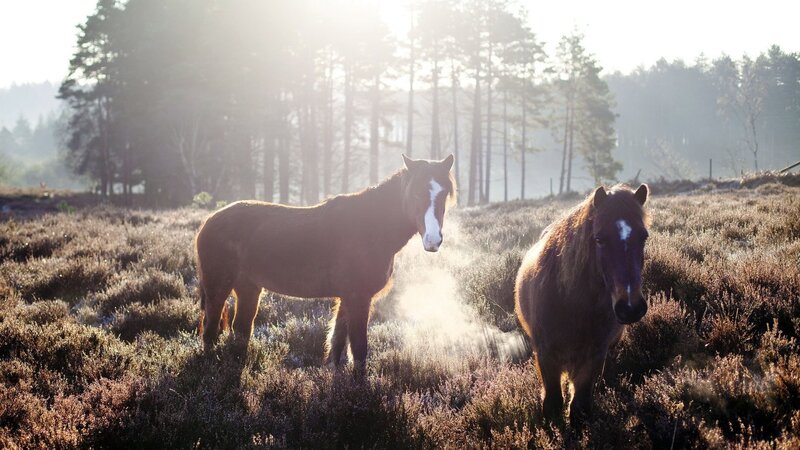 Two Horses in Field — Brown, Serene, Morning