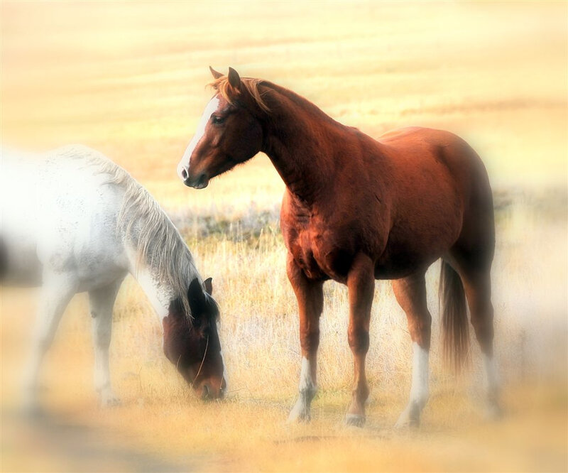Two Horses in Field — Brown, Serene, Sunset