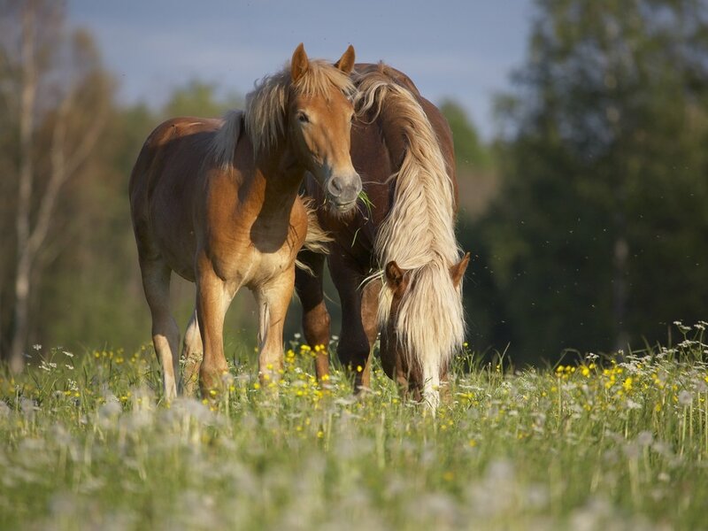 Two Horses in Field — Brown, Serene