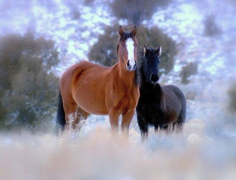 Two Horses in Field — Brown, Serene, Winter