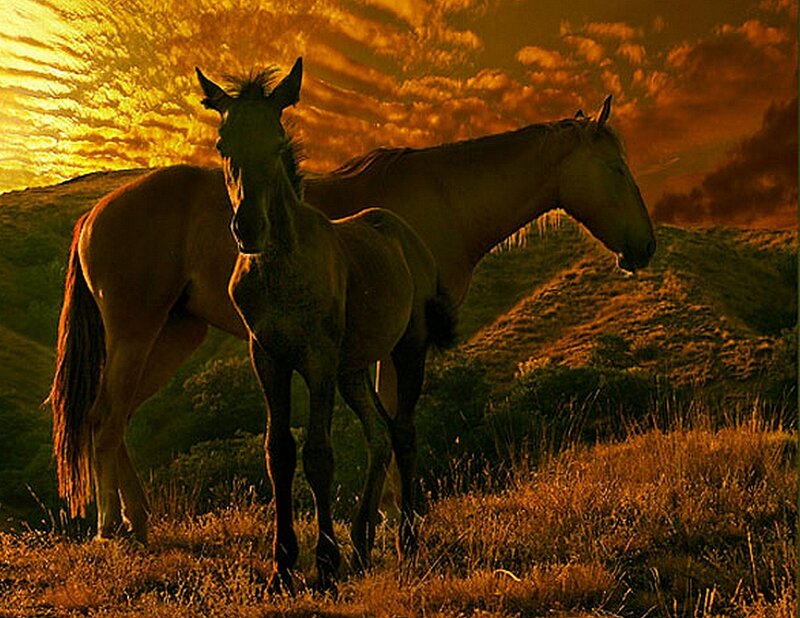 Two Horses in Field — Gold, Dramatic
