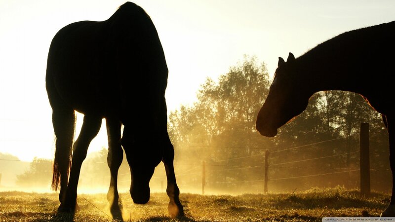 Two Horses in Field — Gold, Serene