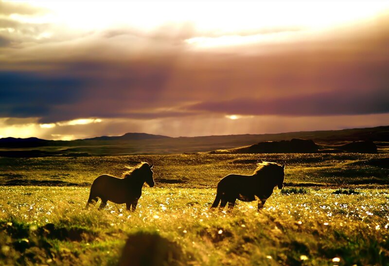 Two Horses in Field — Gold