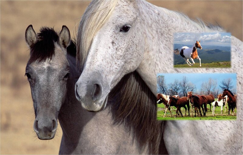 Two Horses in Field — Gray, Calm