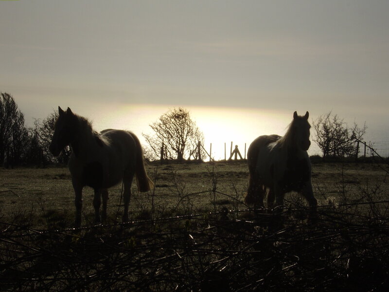 Two Horses in Field — Gray