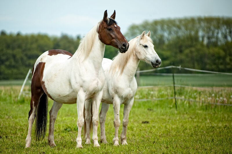 Two Horses in Field — Green, Calm, Afternoon, Photograph, Fence