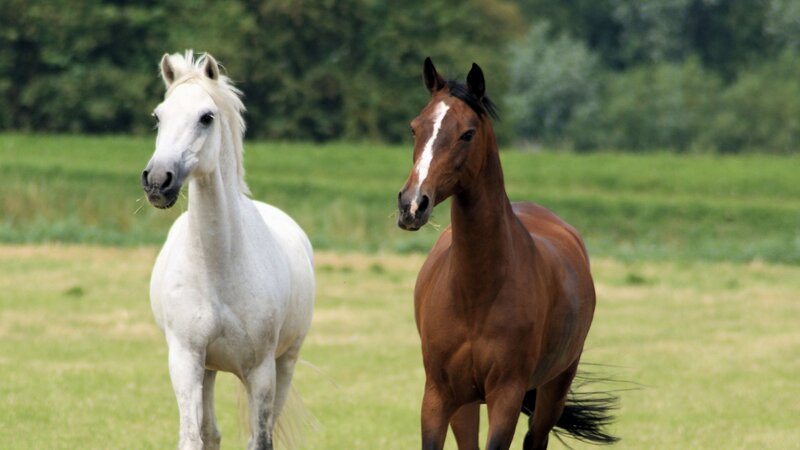 Two Horses in Field — Green, Calm, Afternoon, Photograph, Trees