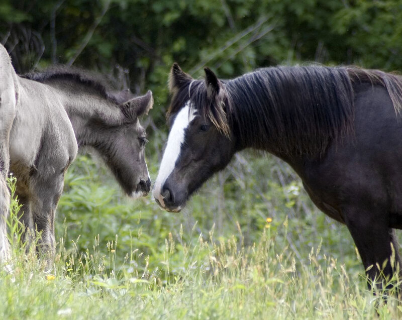 Two Horses in Field — Green, Calm, Afternoon