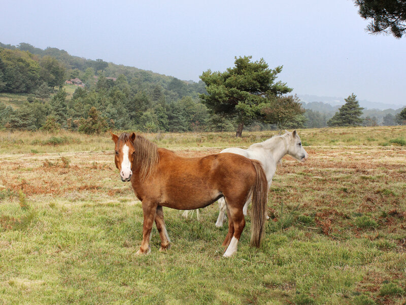 Two Horses in Field — Green, Calm, Morning