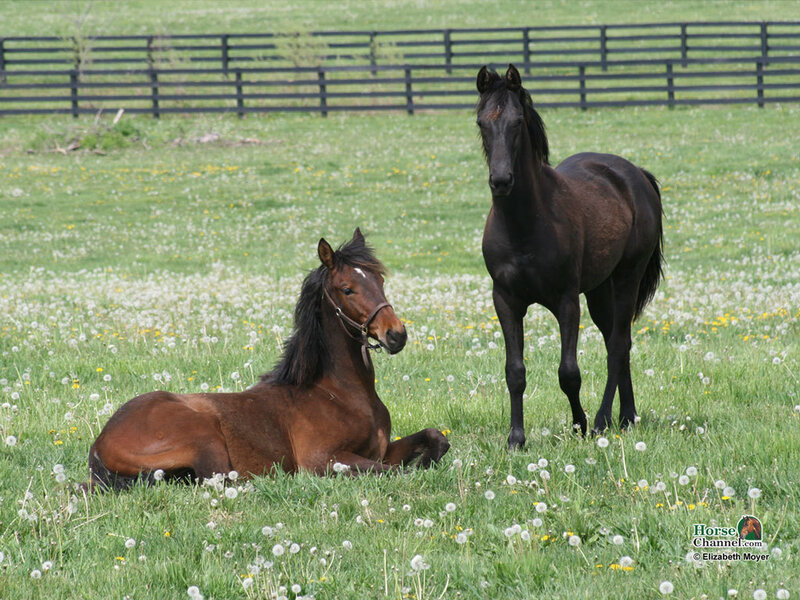 Two Horses in Field — Green, Calm, Spring