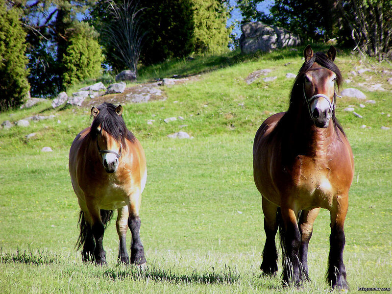 Two Horses in Field — Green, Calm