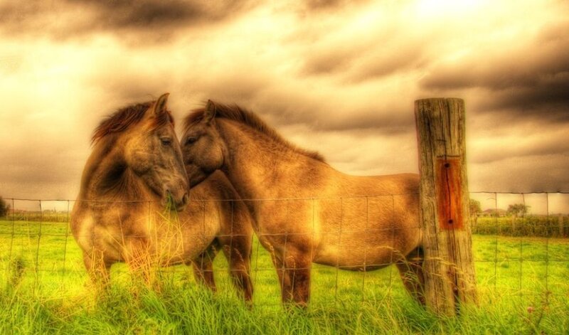 Two Horses in Field — Green, Dramatic, Afternoon