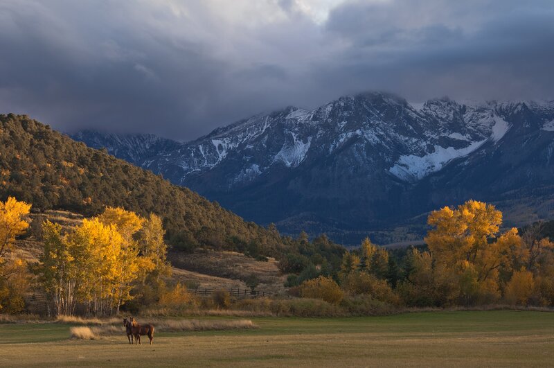 Two Horses in Field — Green, Dramatic, Autumn