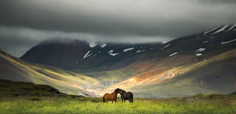 Two Horses in Field — Green, Dramatic, Photograph