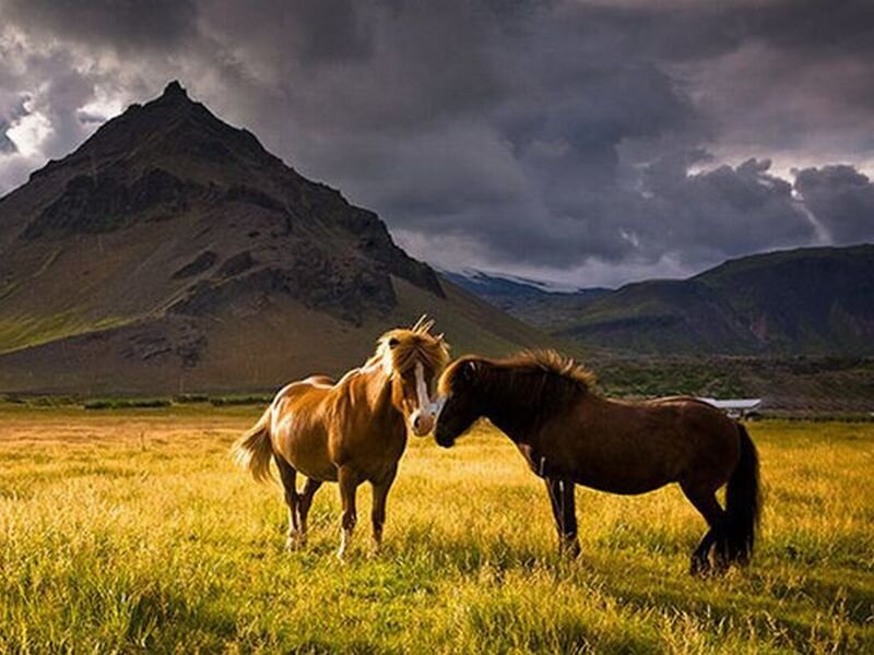 Two Horses in Field — Green, Dramatic