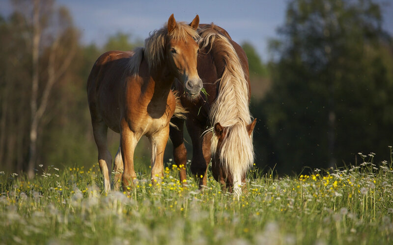 Two Horses in Field — Green, Serene, Afternoon, Photograph, Grass