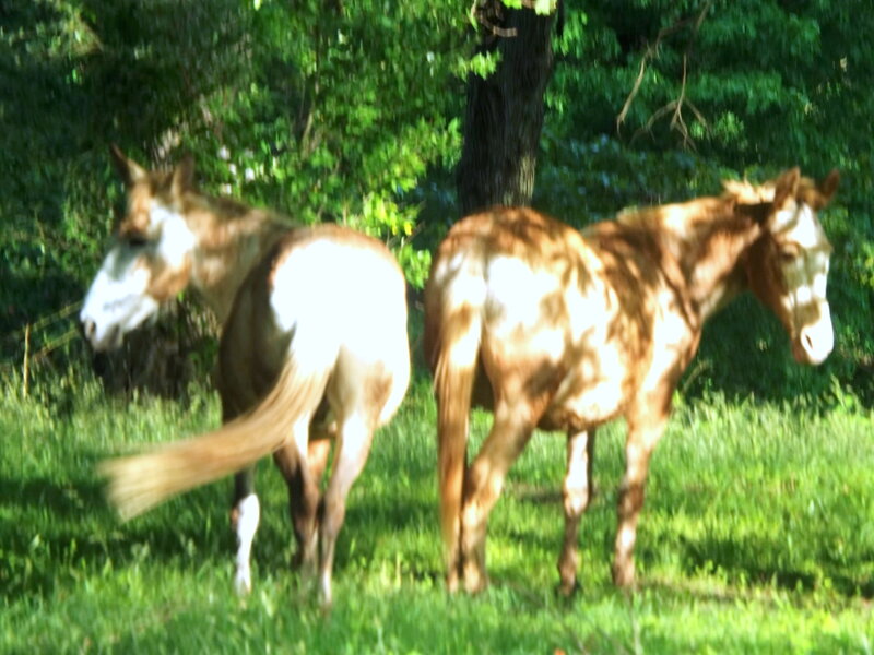 Two Horses in Field — Green, Serene, Afternoon, Photograph, Grass, Trees