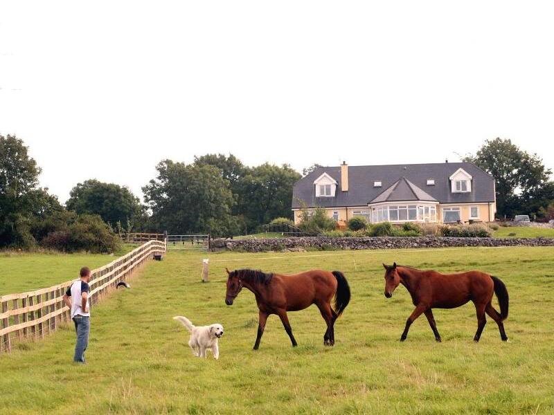Two Horses in Field — Green, Serene, Afternoon, Photograph, Man