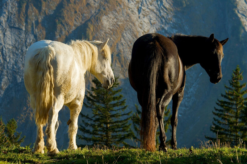 Two Horses in Field — Green, Serene, Afternoon, Photograph, Mountain