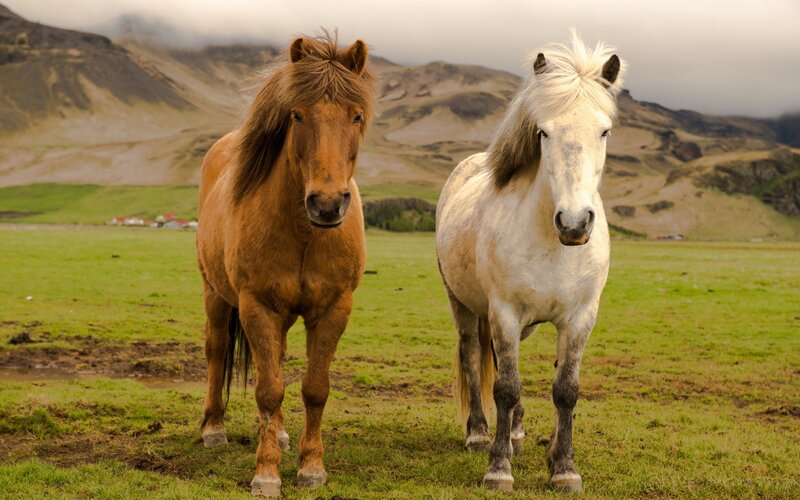 Two Horses in Field — Green, Serene, Afternoon, Photograph, Mountains