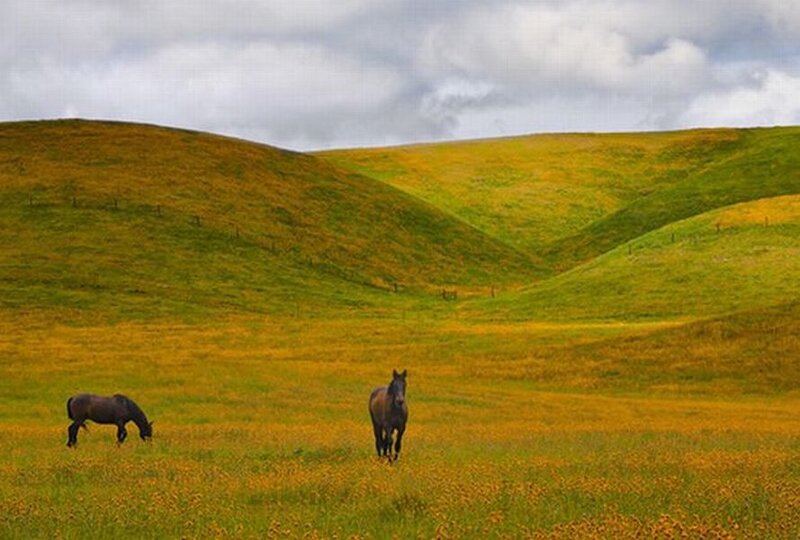 Two Horses in Field — Green, Serene, Afternoon, Photograph
