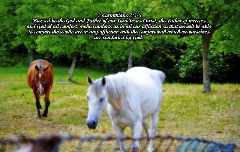 Two Horses in Field — Green, Serene, Afternoon, Photograph, Trees