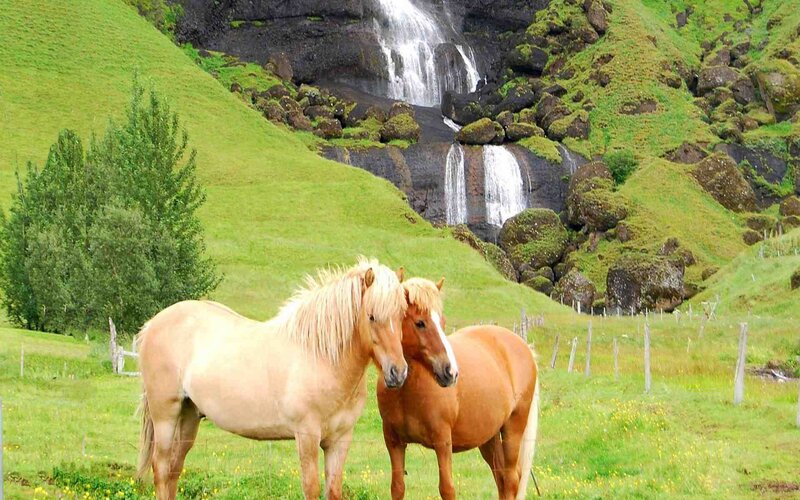 Two Horses in Field — Green, Serene, Afternoon, Photograph, Waterfall