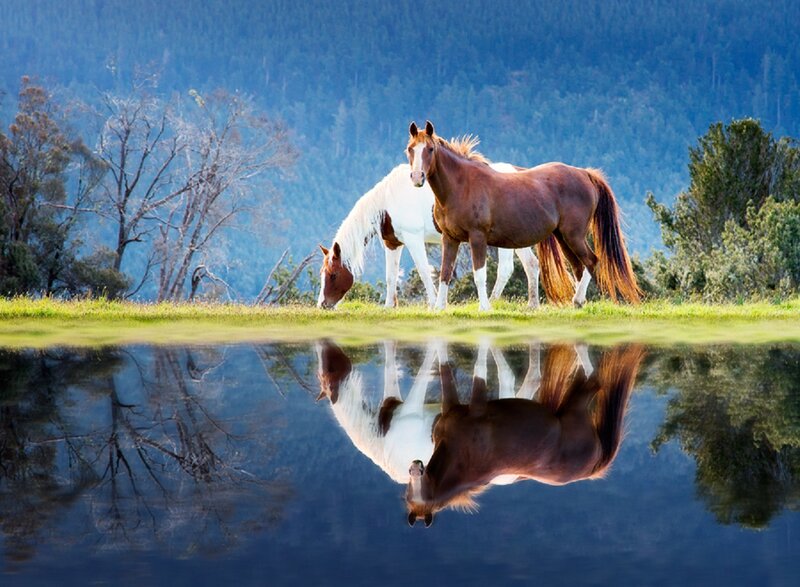 Two Horses in Field — Green, Serene, Morning, Photograph