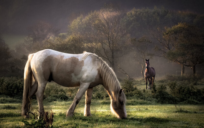 Two Horses in Field — Green, Serene, Morning