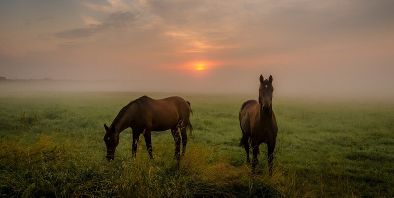 Two Horses in Field — Green, Serene, Sunrise