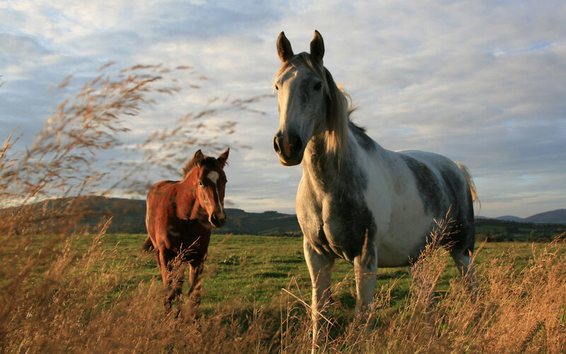 Two Horses in Field — Green, Serene, Sunset, Photograph, Grass, Hills, Sky, Brown