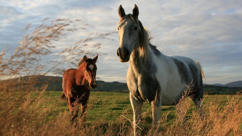 Two Horses in Field — Green, Serene, Sunset