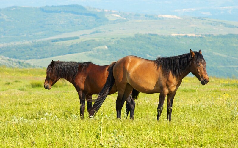 Two Horses in Field — Green, Serene