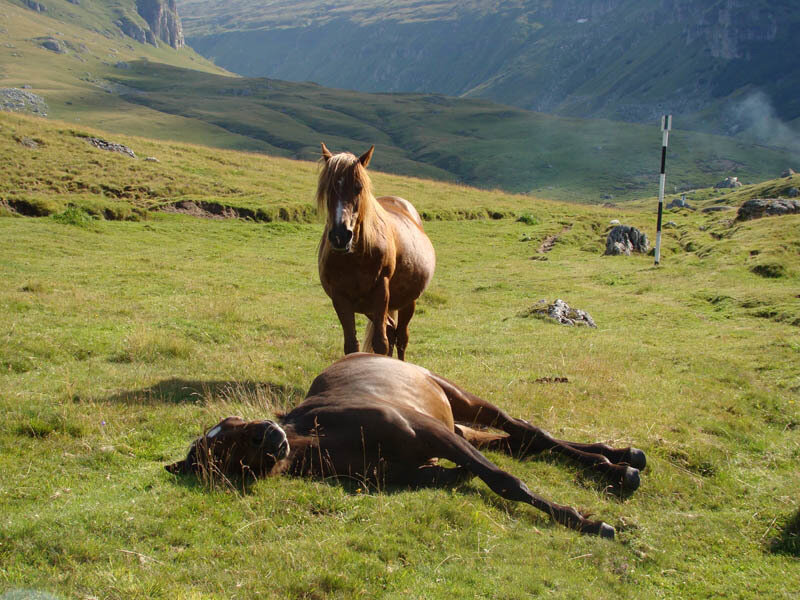 Two Horses in Field — Green