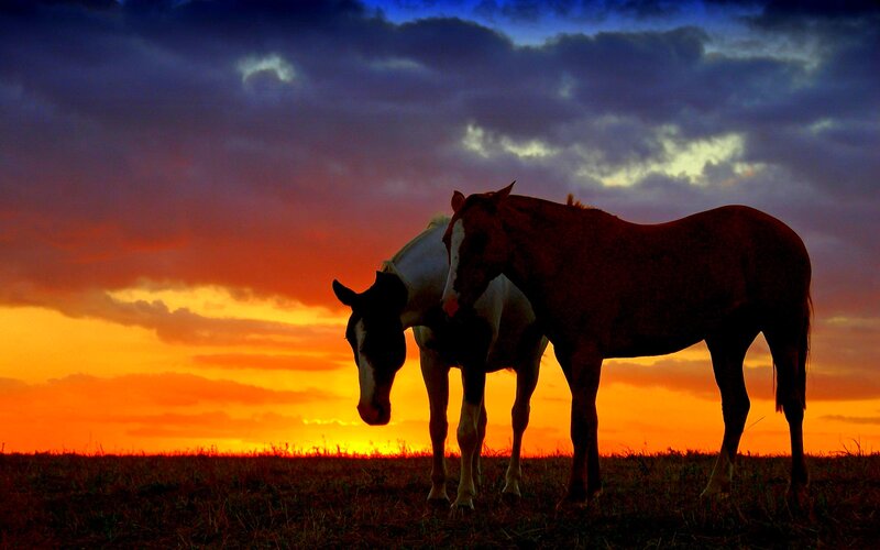 Two Horses in Field — Orange, Dramatic