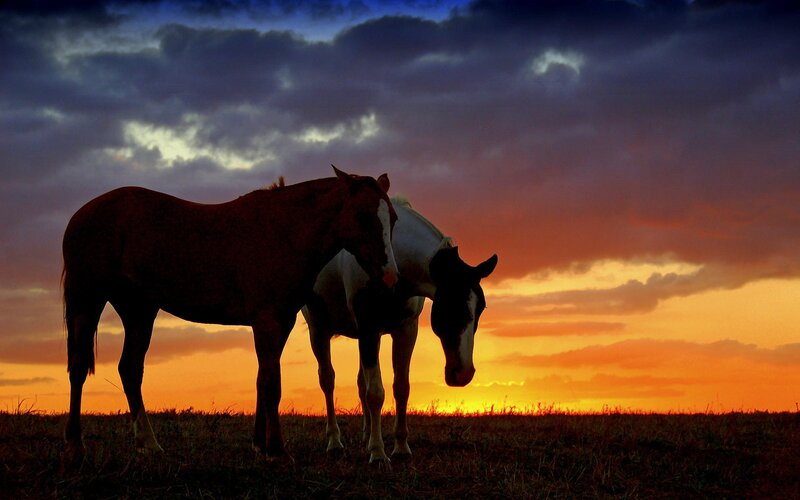 Two Horses in Field — Orange