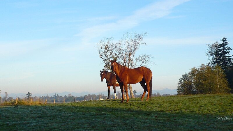 Two Horses in Field