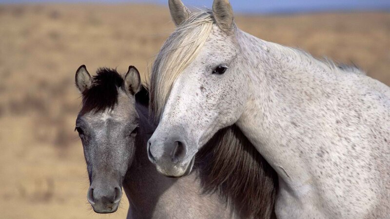 Two Horses in Field — White, Calm, Afternoon, Photograph, Brown