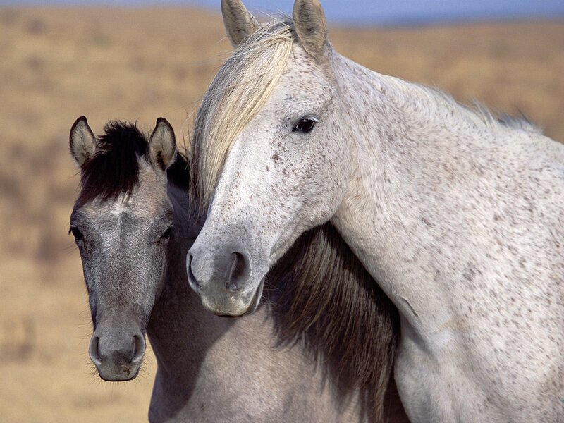 Two Horses in Field — White, Calm, Afternoon, Photograph, Sky