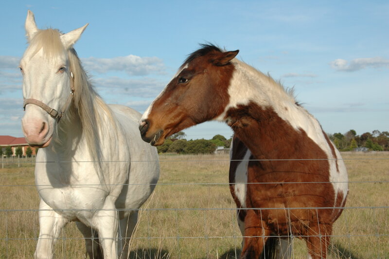 Two Horses in Field — White, Calm, Afternoon